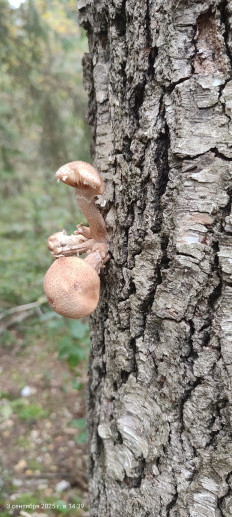 Гриб из Павловский Посад