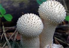 Lycoperdon perlatum - Дождевик съедобный