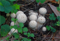Lycoperdon perlatum - Дождевик съедобный