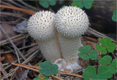 Lycoperdon perlatum - Дождевик съедобный