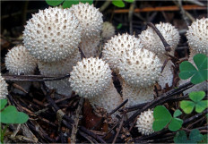 Lycoperdon perlatum - Дождевик съедобный