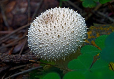 Lycoperdon perlatum - Дождевик съедобный
