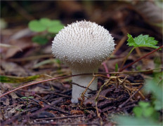 Lycoperdon perlatum - Дождевик съедобный