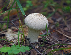 Lycoperdon perlatum - Дождевик съедобный