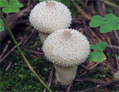 Lycoperdon perlatum - Дождевик съедобный
