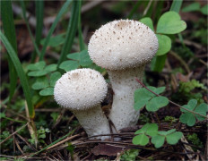 Lycoperdon perlatum - Дождевик съедобный
