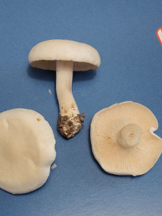 Гриб из Калуга