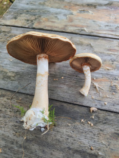 Гриб из Орел