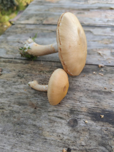 Гриб из Орел