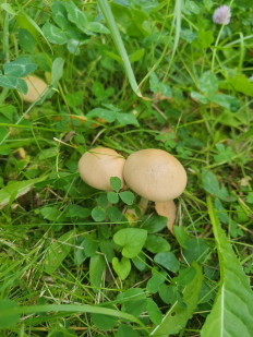 Гриб из Орел