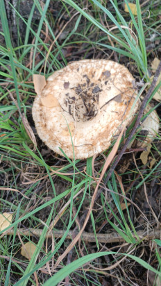 Гриб из Краснодарский край Павловская