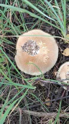 Гриб из Краснодарский край Павловская