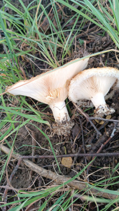 Гриб из Краснодарский край Павловская