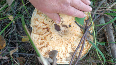 Гриб из Краснодарский край Павловская