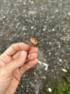 Гриб из Верхотурье