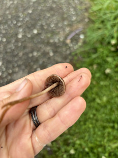 Гриб из Верхотурье