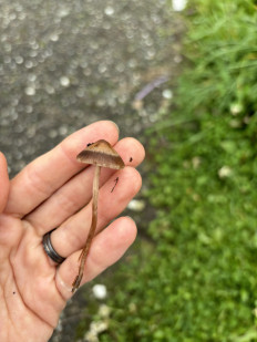 Гриб из Верхотурье