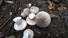 Гриб из Мос обл