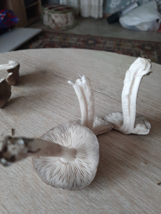 Гриб из Тула