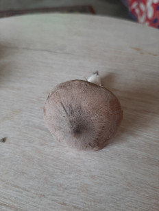 Гриб из Тула