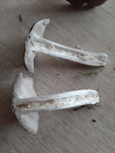 Гриб из Тула