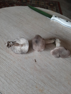 Гриб из Тула