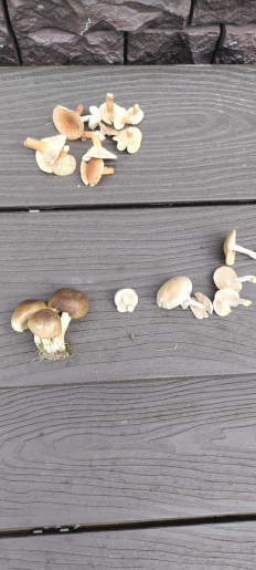 Гриб из Люторичи