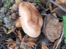 Гриб из Москва