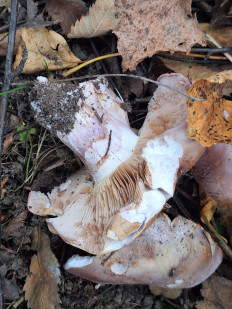 Гриб из Москва