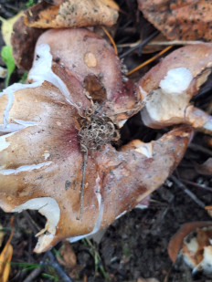 Гриб из Москва