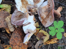 Гриб из Москва