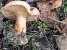 Гриб из Москва