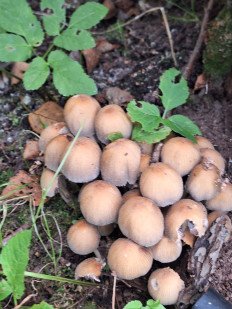 Гриб из Москва