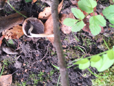 Гриб из Москва