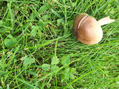 Гриб из Москва