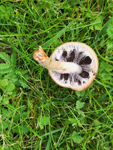 Гриб из Москва