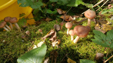 Гриб из Московская область