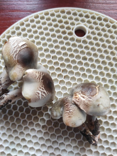 Гриб из Киржач