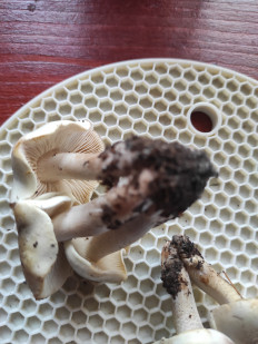 Гриб из Киржач