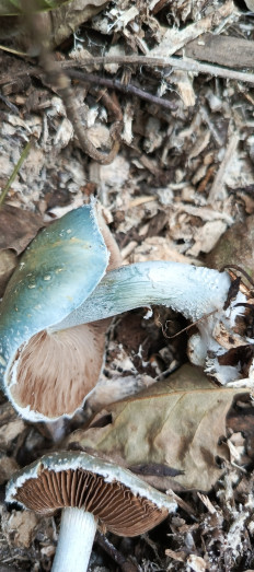 Гриб из Воронеж