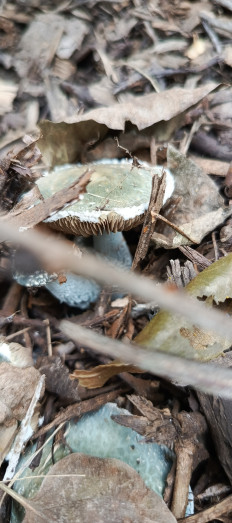 Гриб из Воронеж