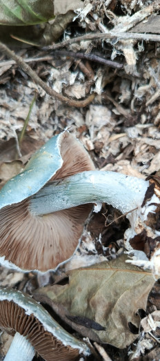 Гриб из Воронеж