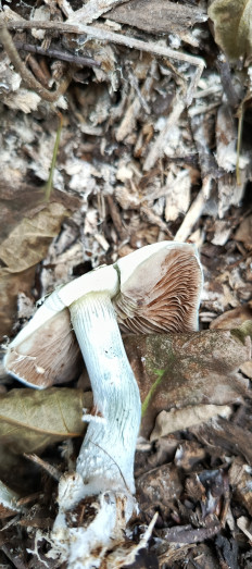 Гриб из Воронеж