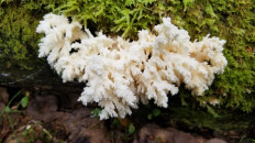 Гриб из Выборг