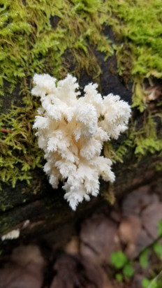 Гриб из Выборг