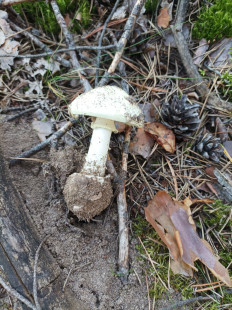 Гриб из Москва