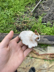 Гриб из Омск