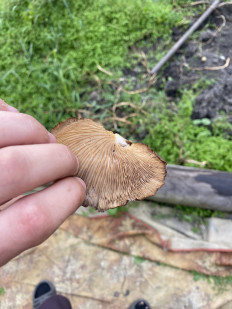 Гриб из Омск