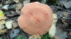 Гриб из Москва