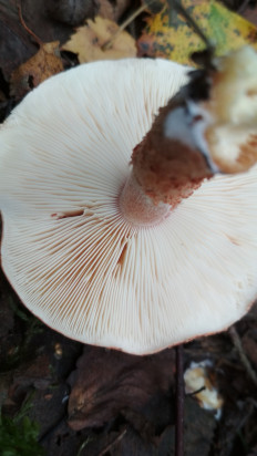 Гриб из Москва